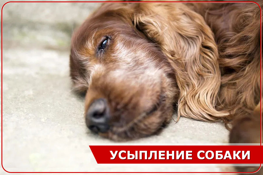 Усыпление собак на дому в Москве